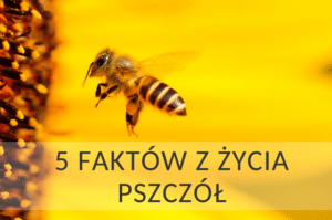 Kilka ciekawostek z życia pszczoły